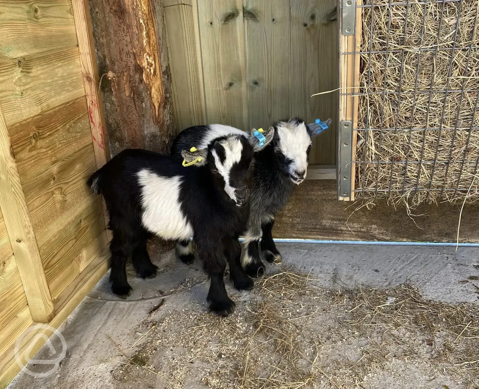 Goats at Giddy Farm