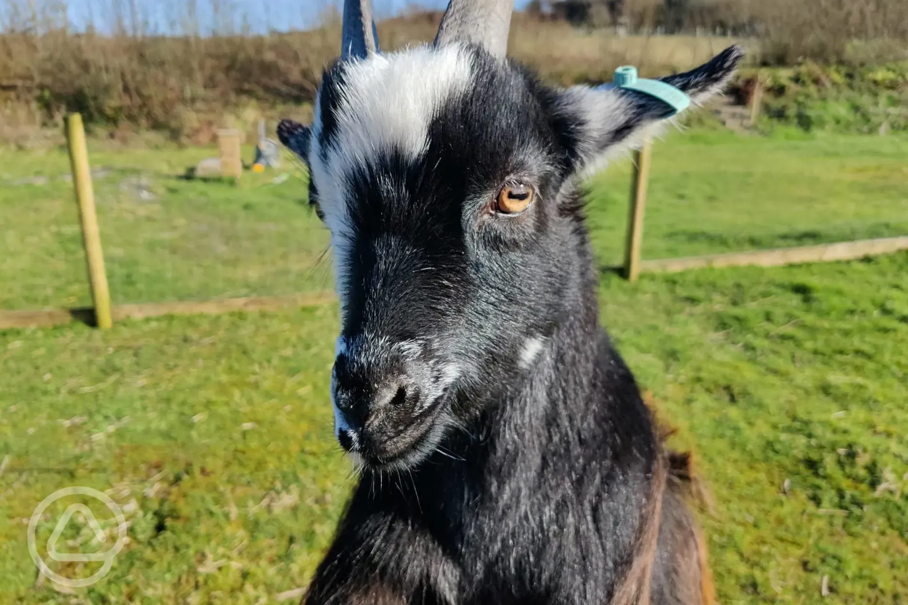 Goats at Giddy Farm