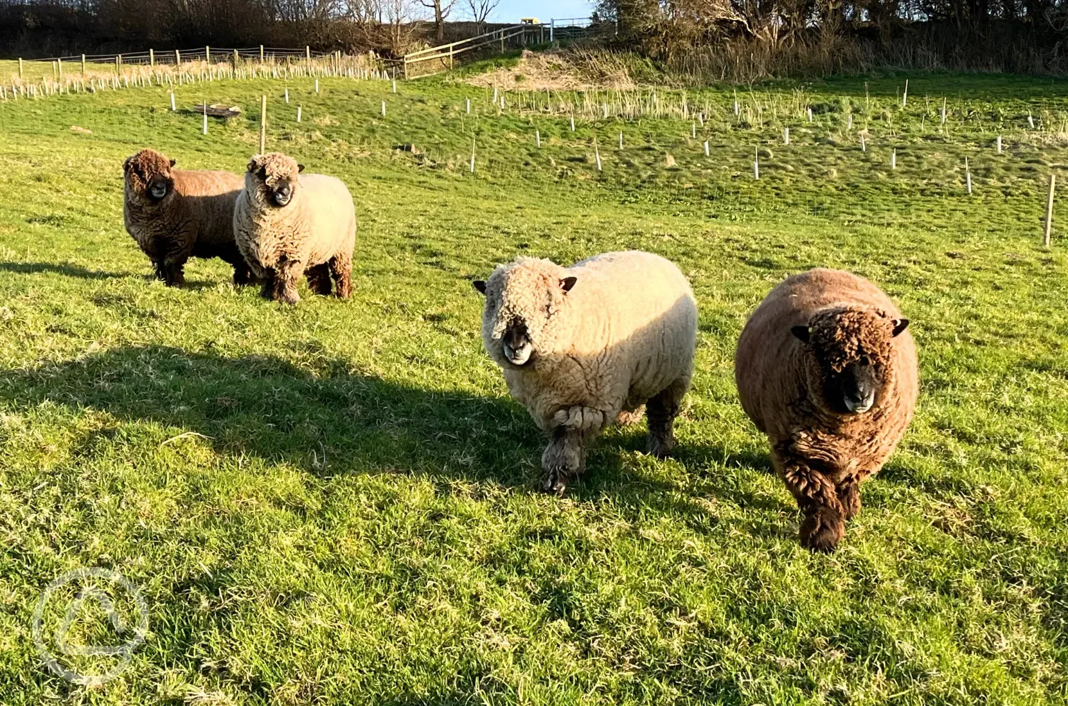 Sheep in the surrounding fields at Giddy Farm