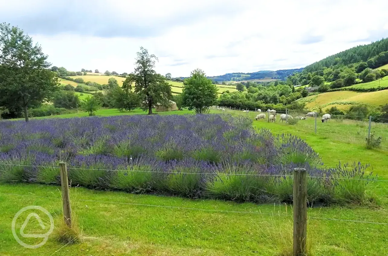Lavender and surrounding countryside