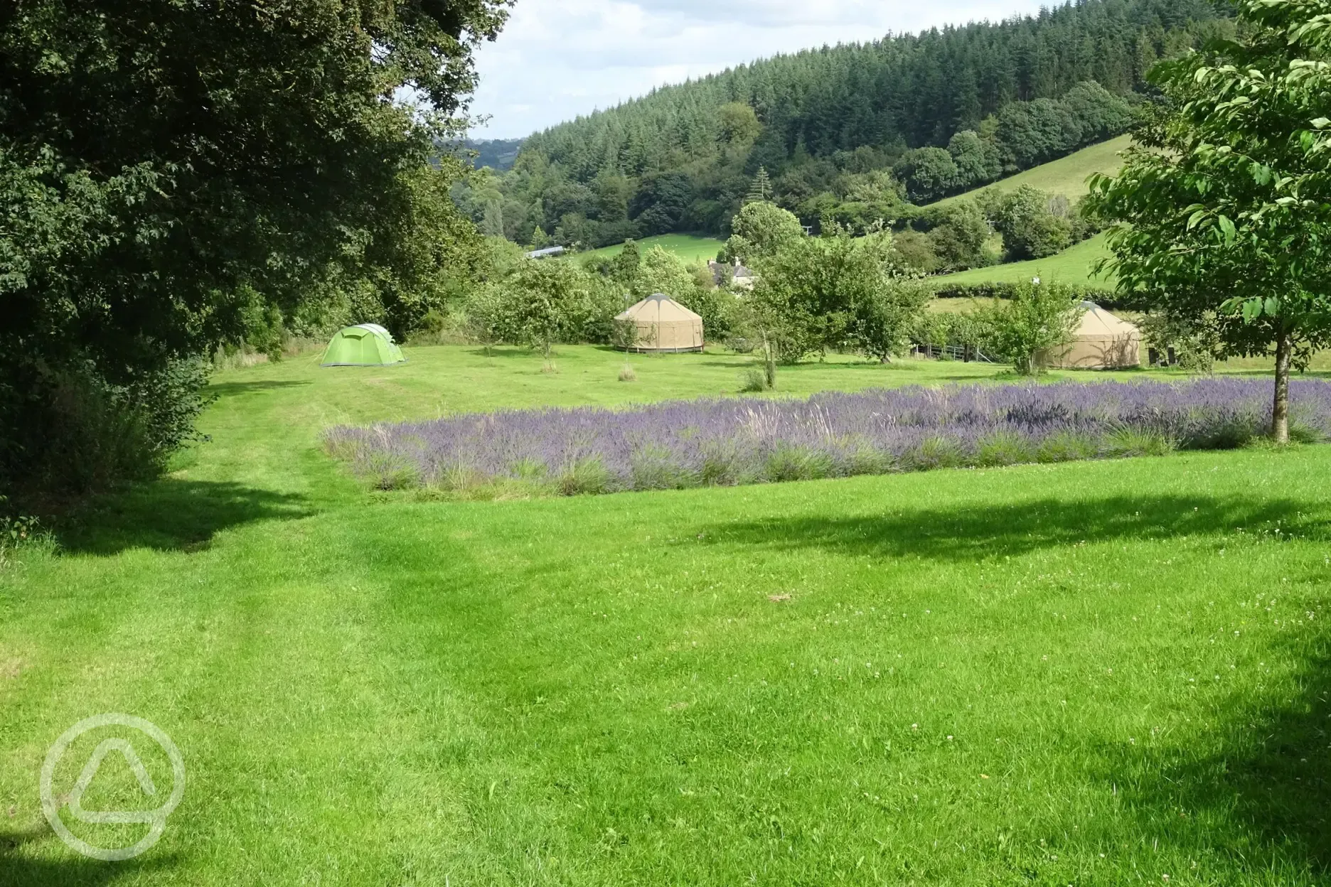 Overview of the site and lavender fields