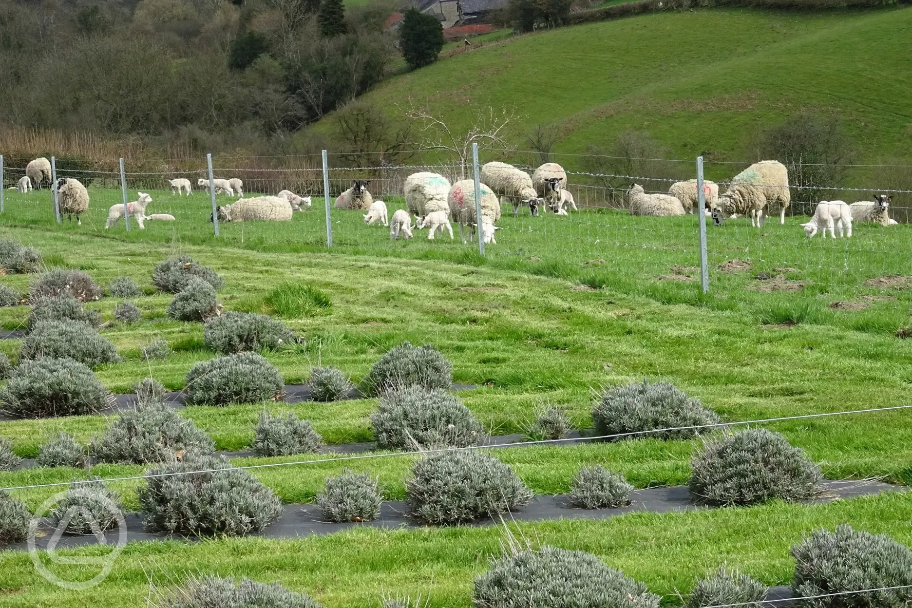 Lambs in springtime
