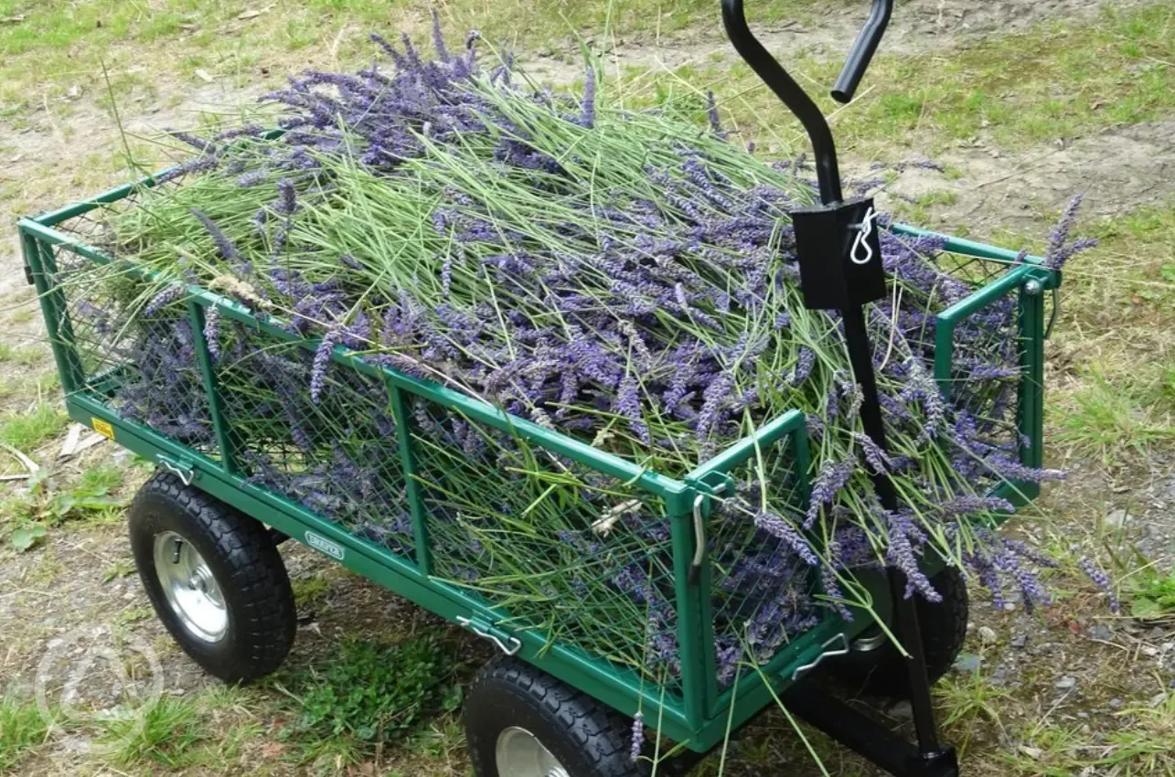 Fresh lavender