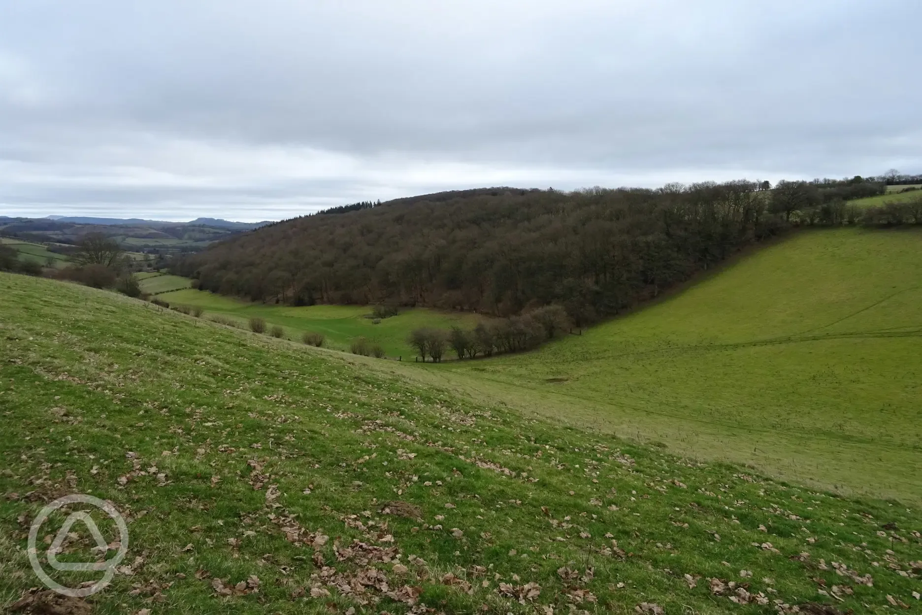 View towards Willey Lane Wood