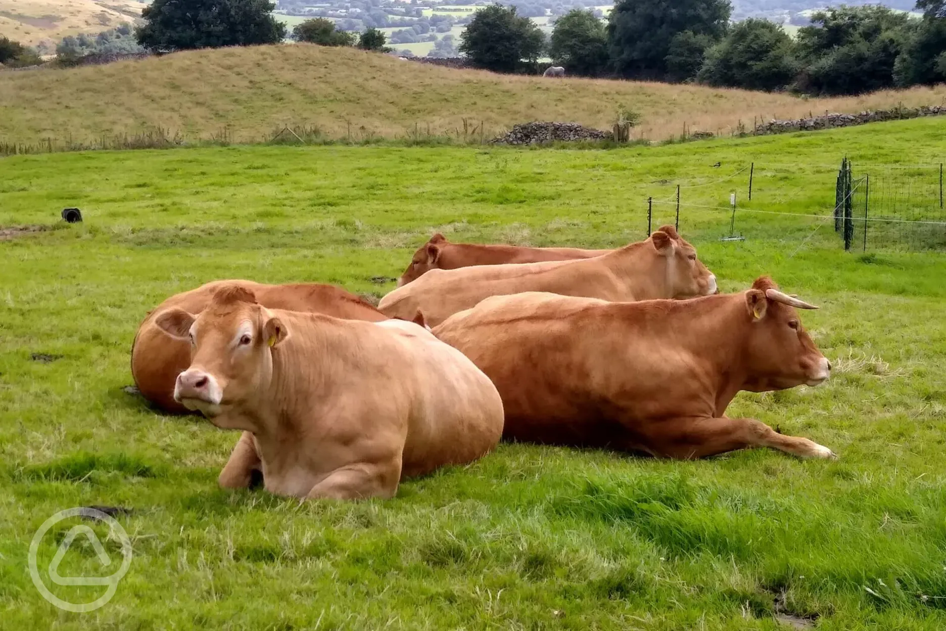 Onsite cows