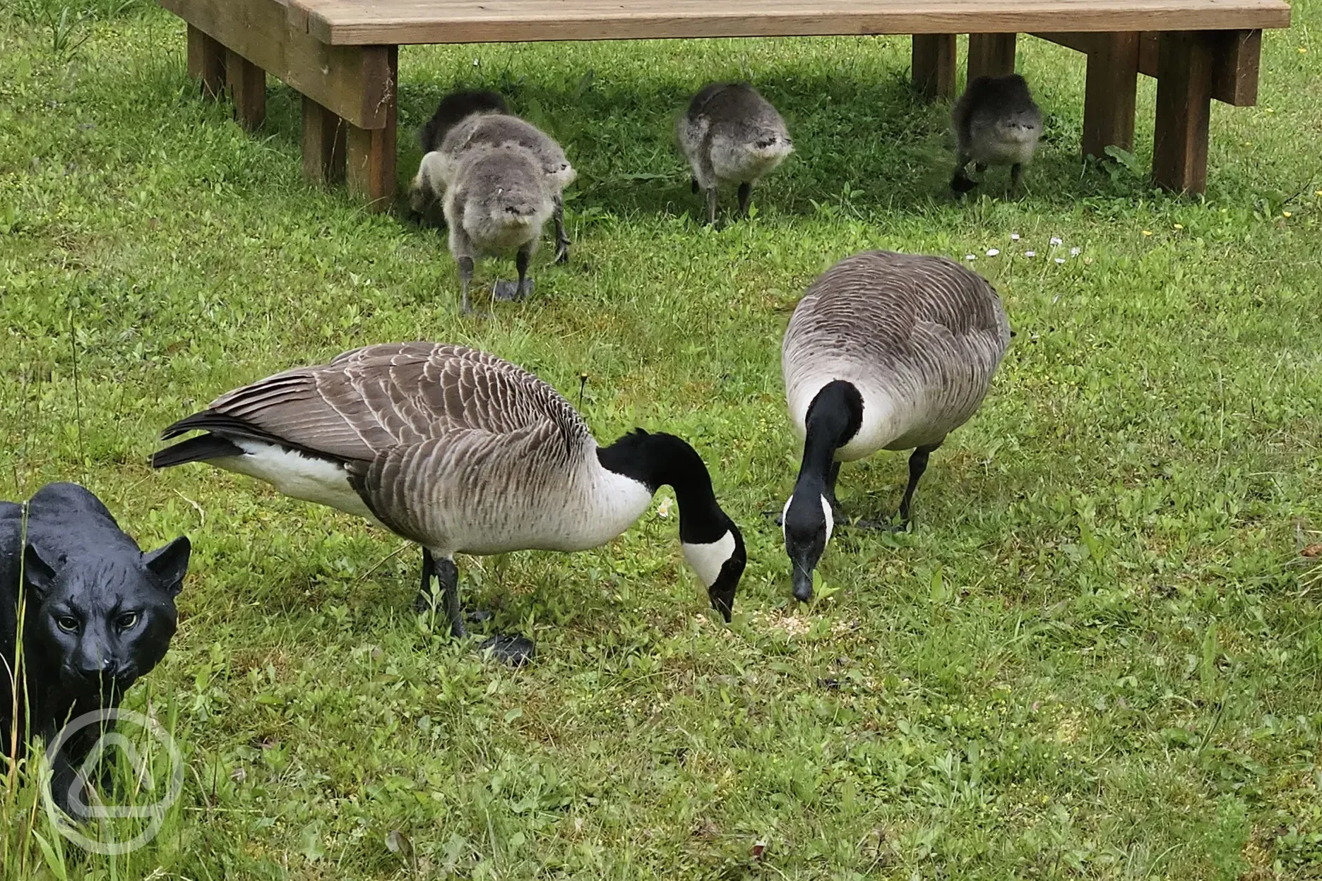 Geese on site