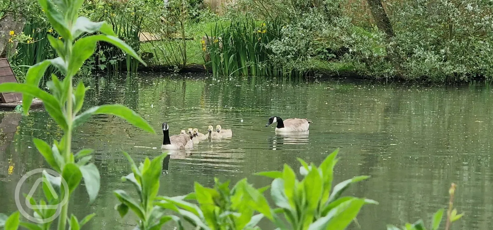 Geese on the lake