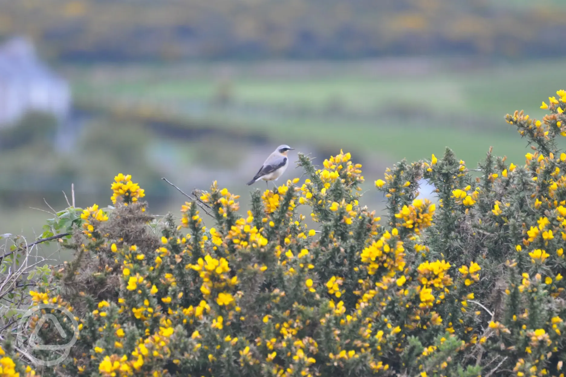 Flowers and wildlife around Ty Cochyn