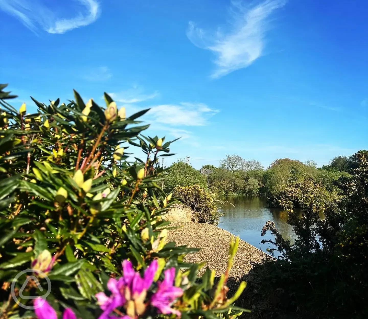 Shrubs around the lake