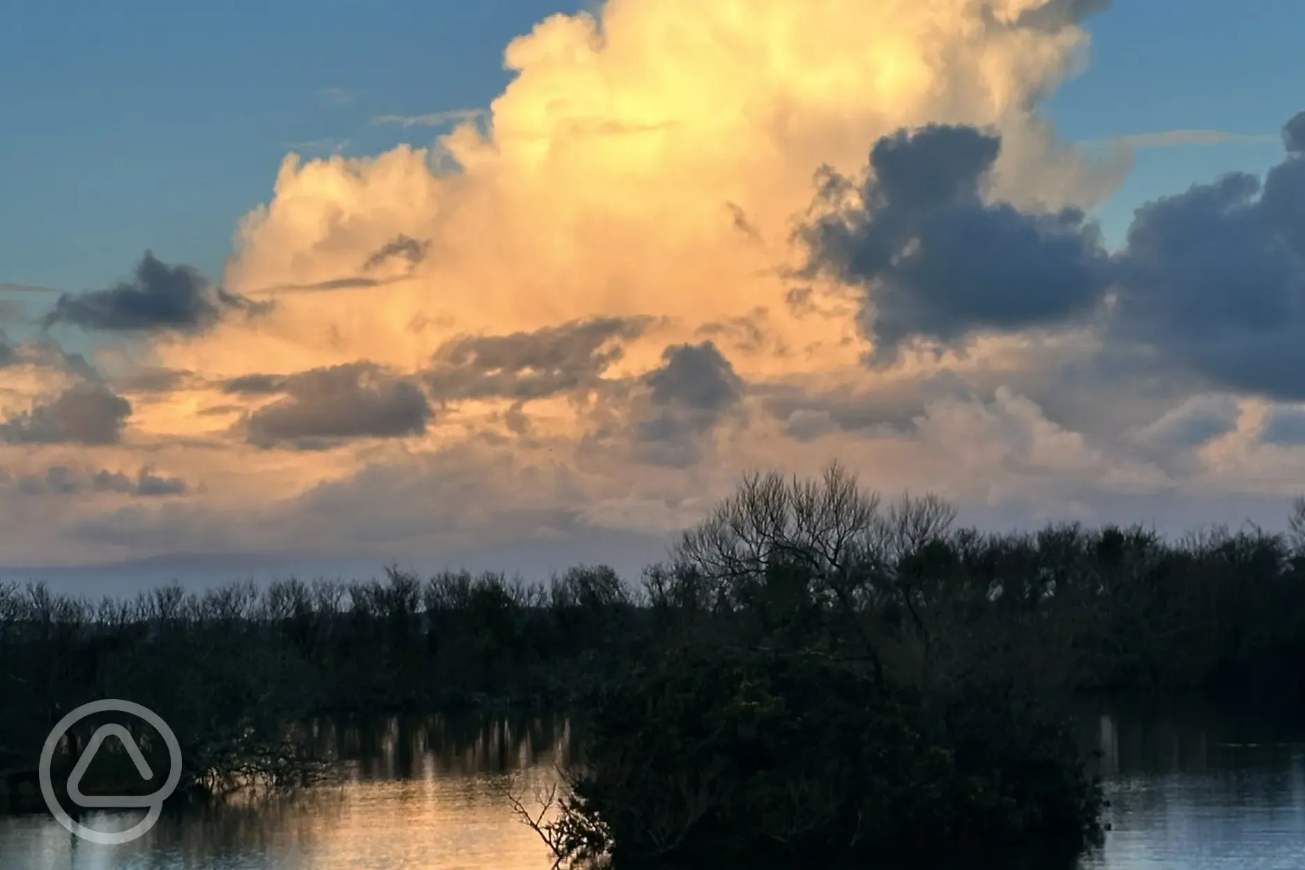 Geese on the lake