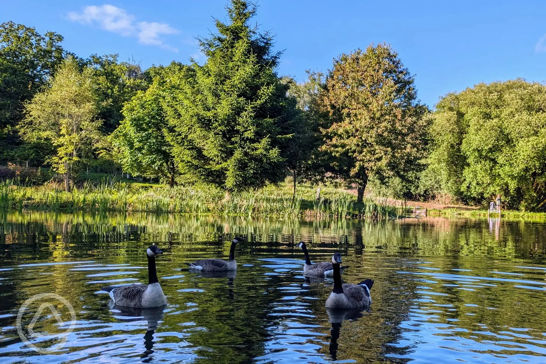 Geese on the lake