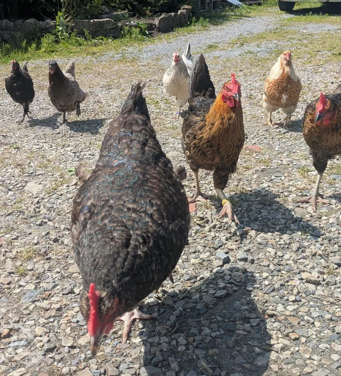 Onsite chickens