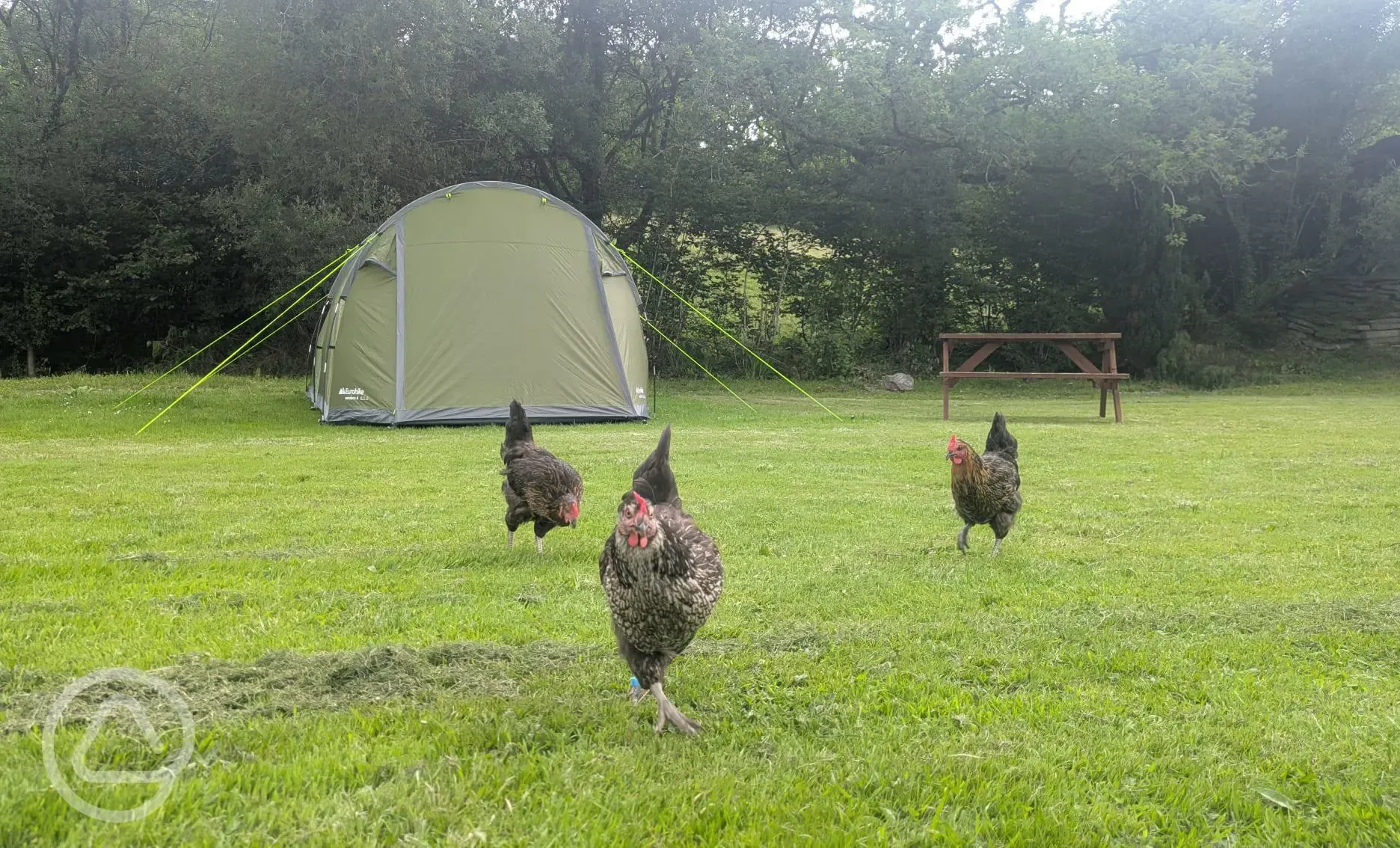 Onsite chickens