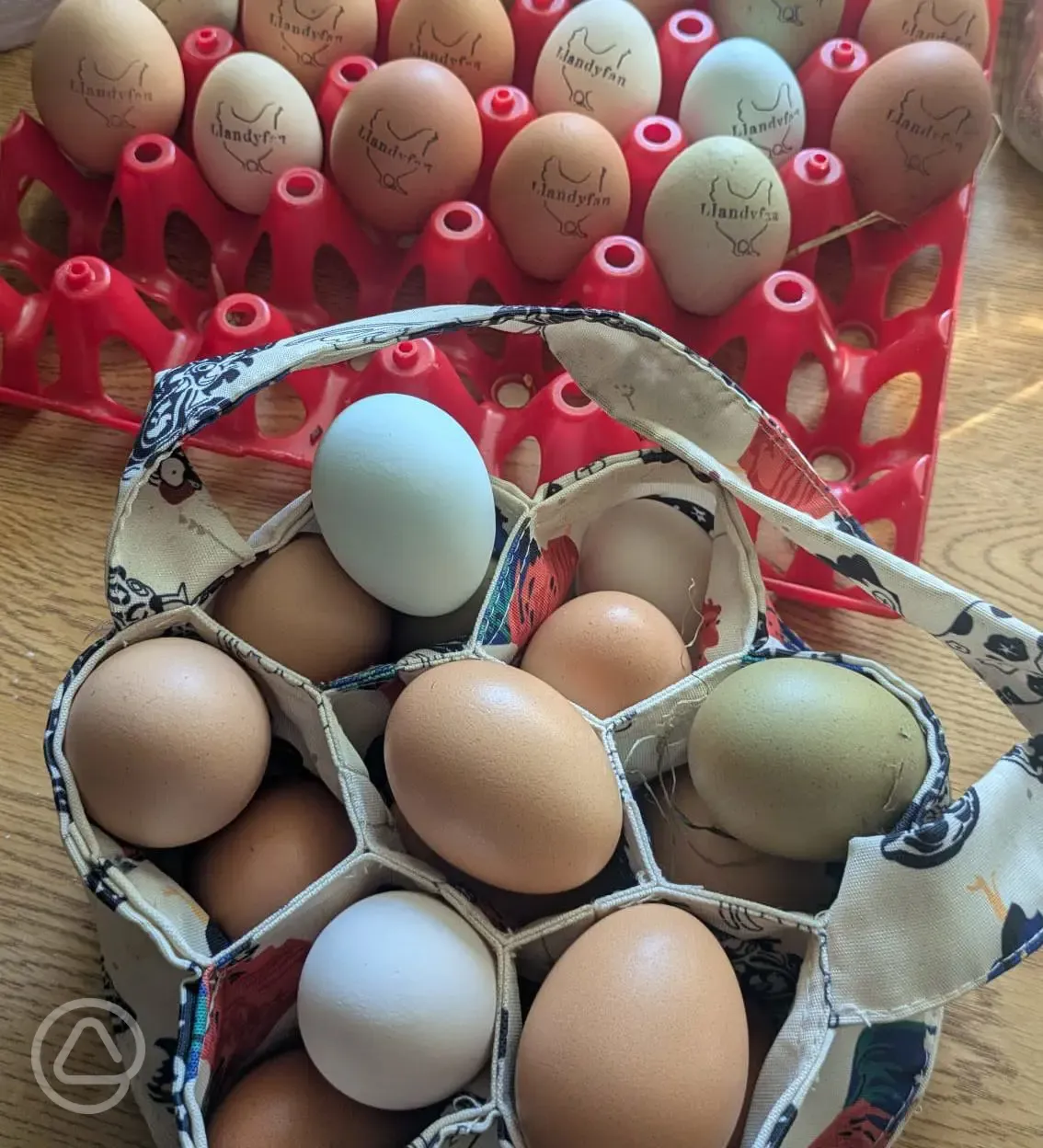 Eggs from the chickens