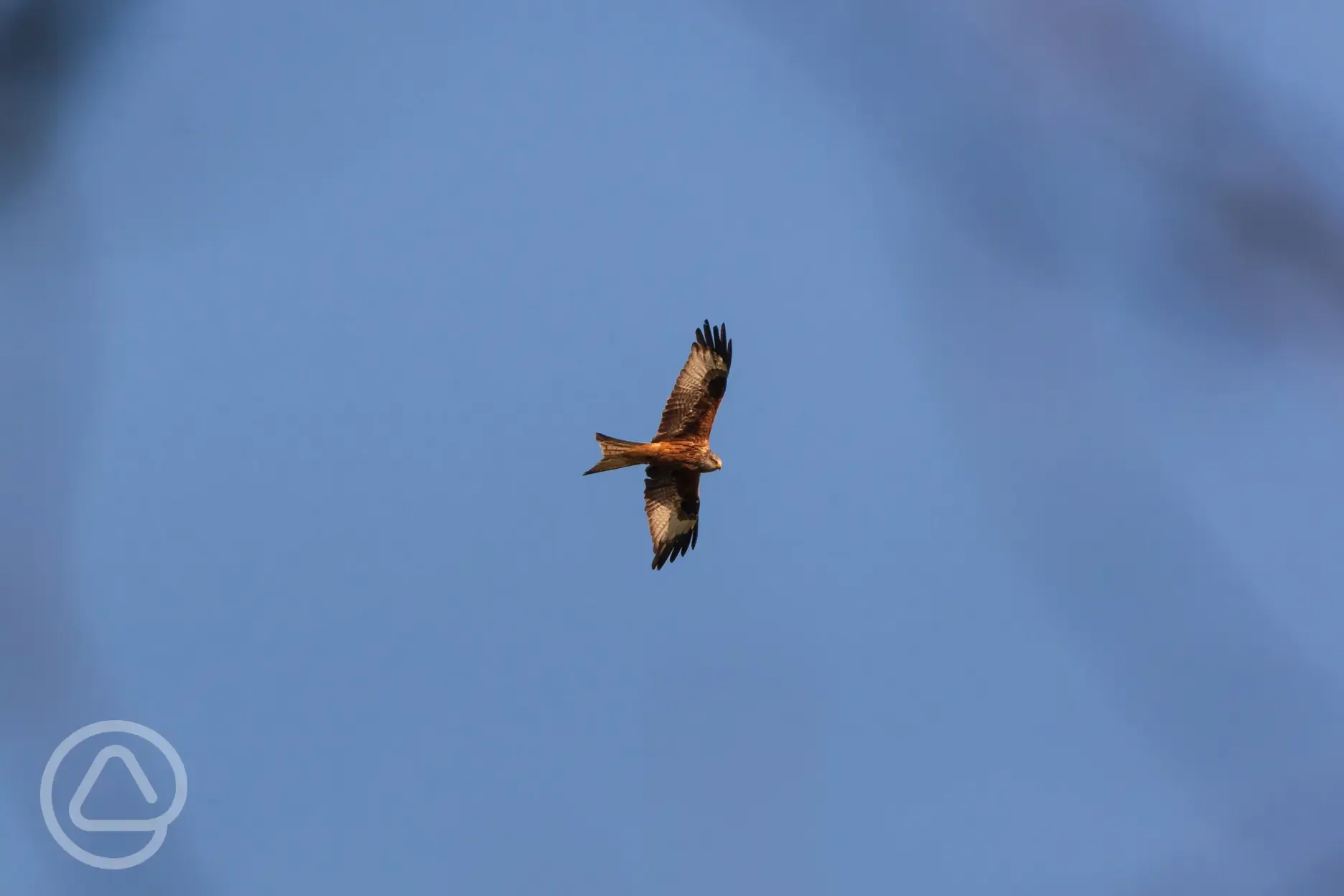 Red kites