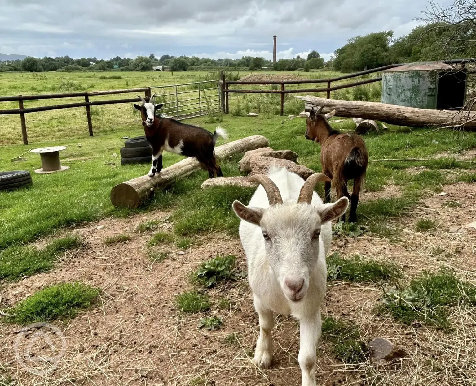 Pygmy goats 