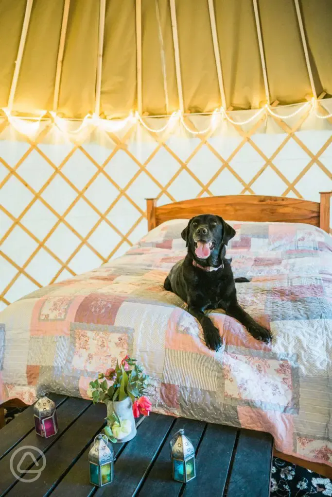 Dog friendly yurts