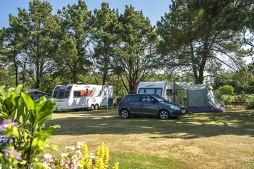 Electric grass pitches with flowers and plants