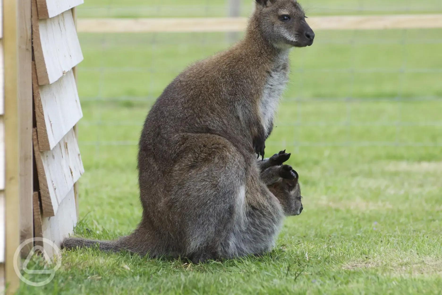 Wallaby