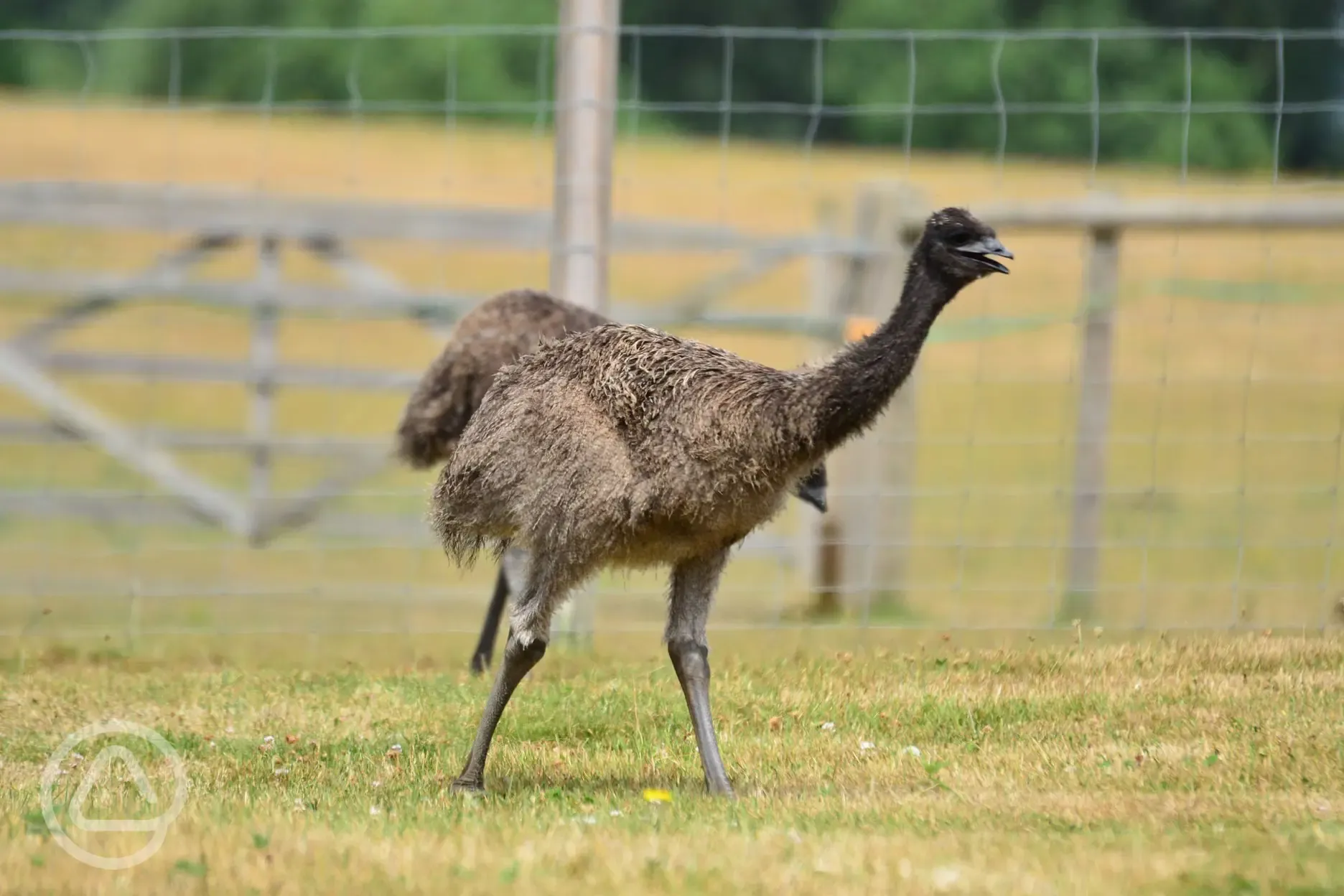 Ostrich