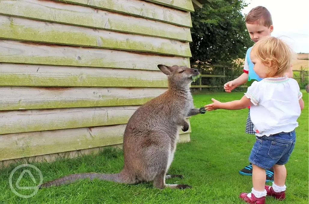 Wallaby feeding