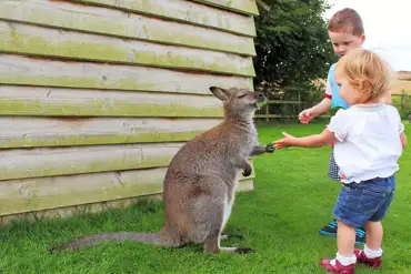 Kids feeding the onsite wallaby's at at Hill Farm Camping