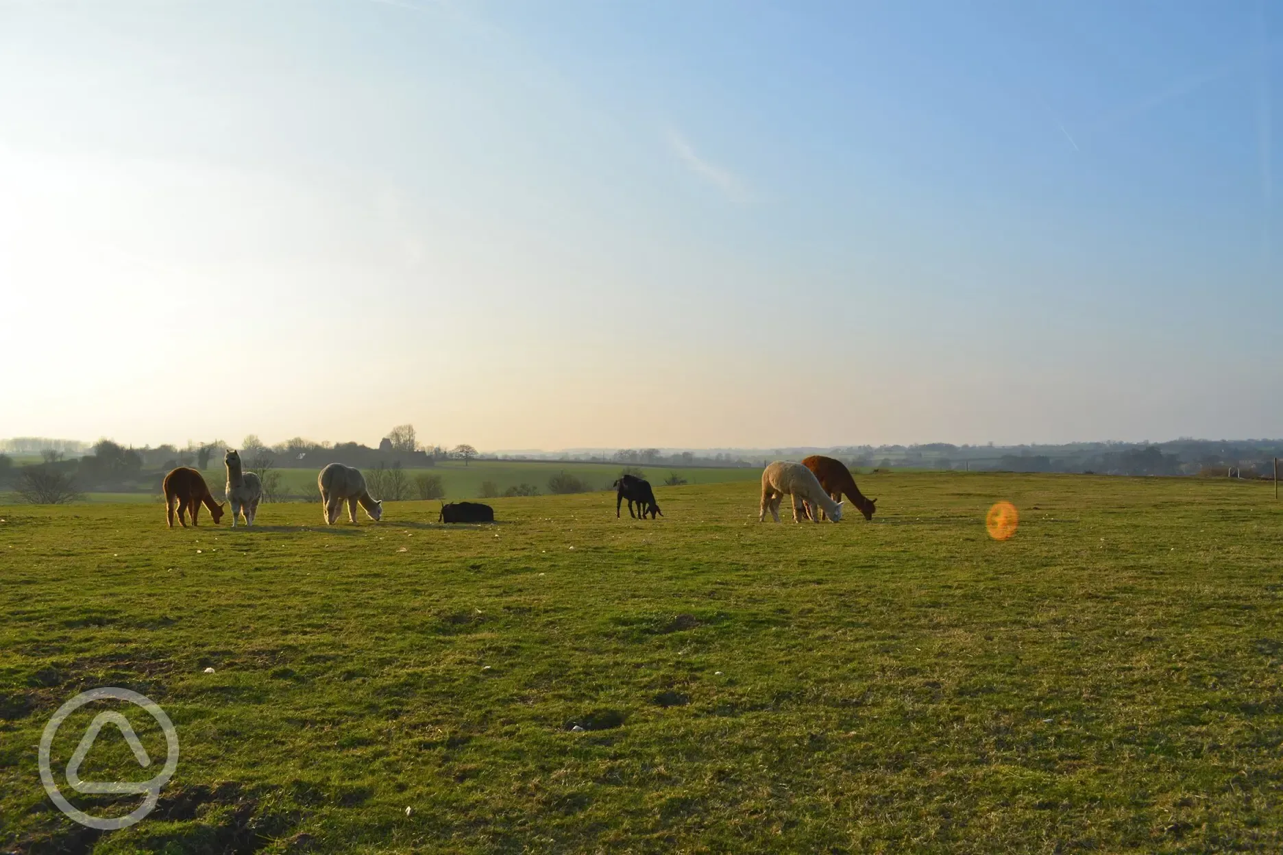 Alpaca field at sunset