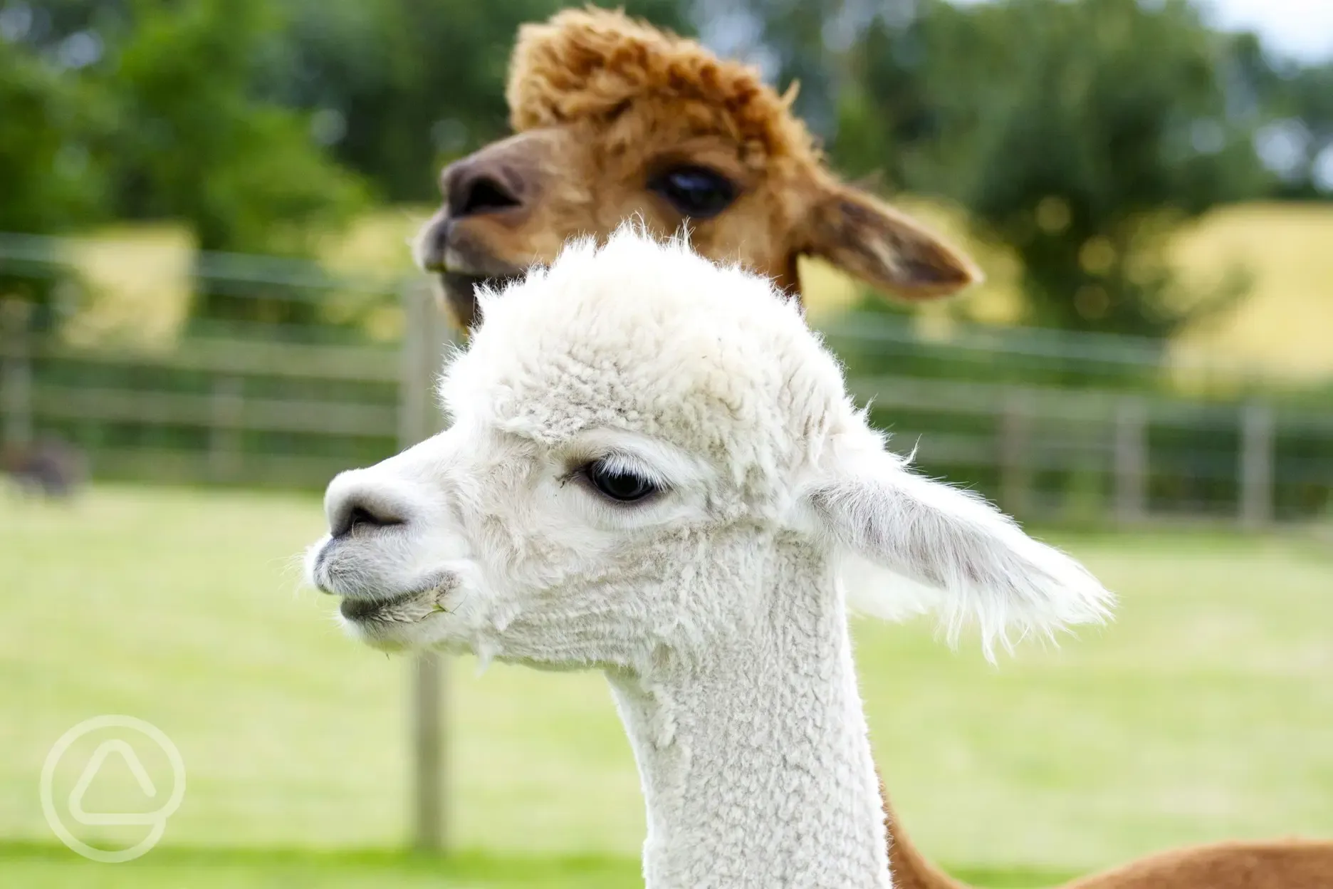 Alpaca