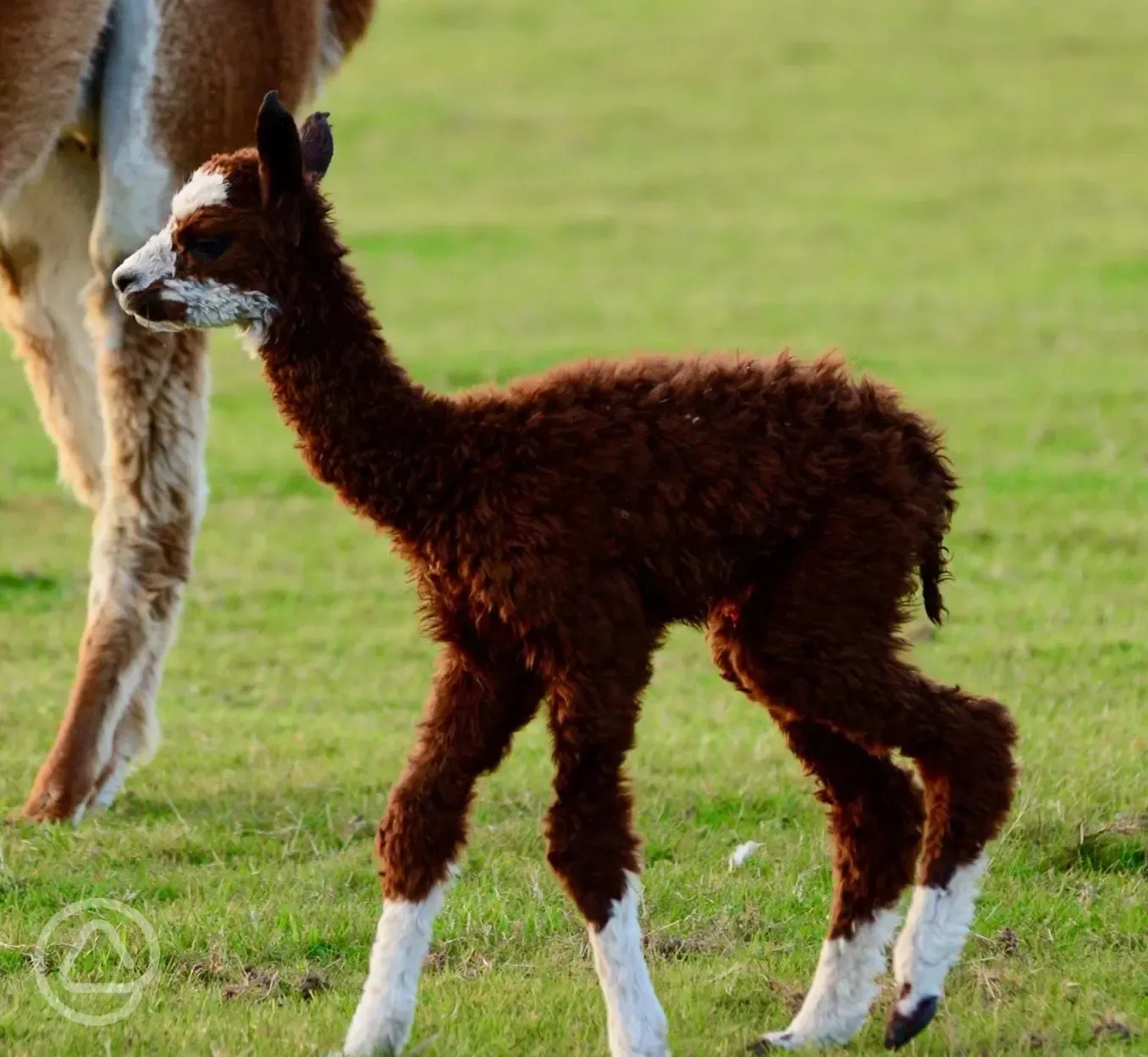 Baby alpaca