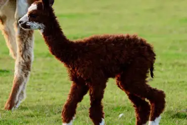 Baby alpaca's at Hill Farm Camping