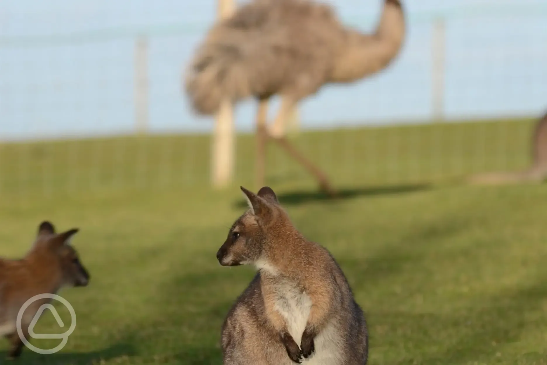 Wallaby