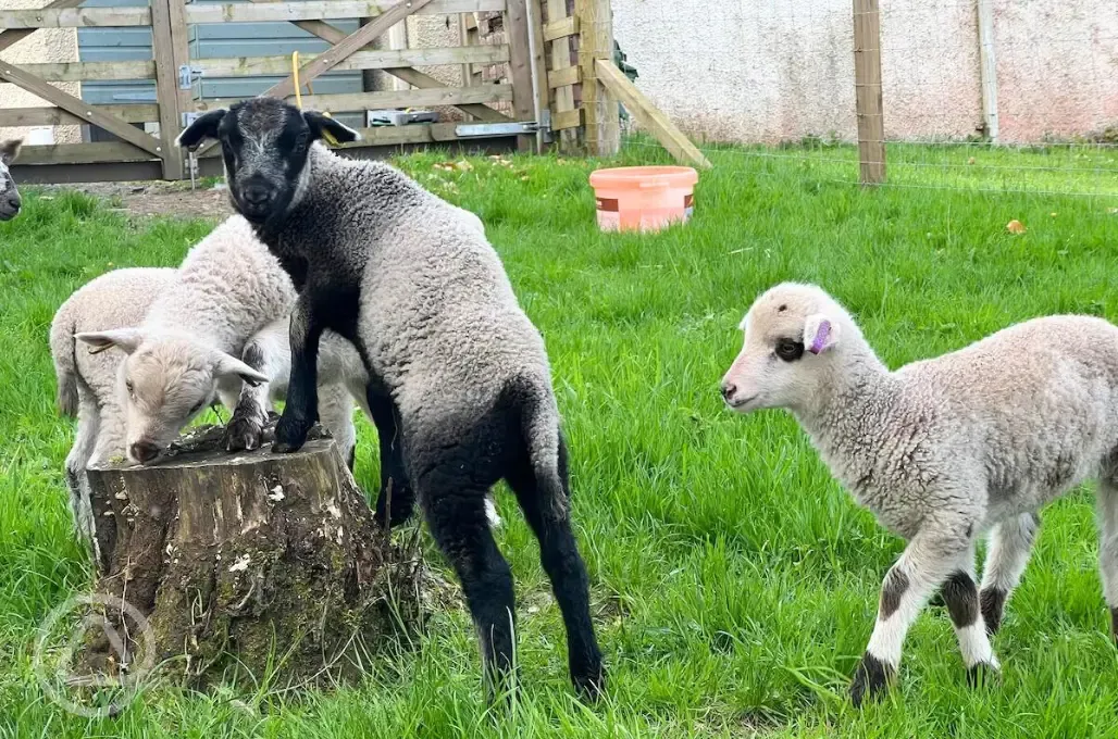 Lambs