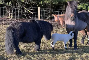 Ponies and lambs