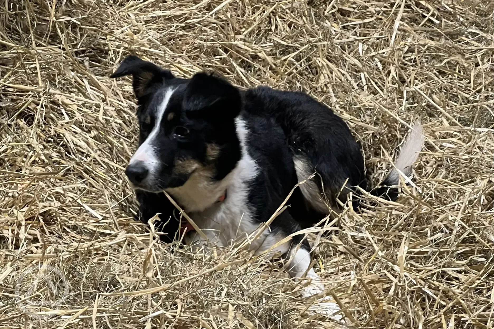 Farm dog