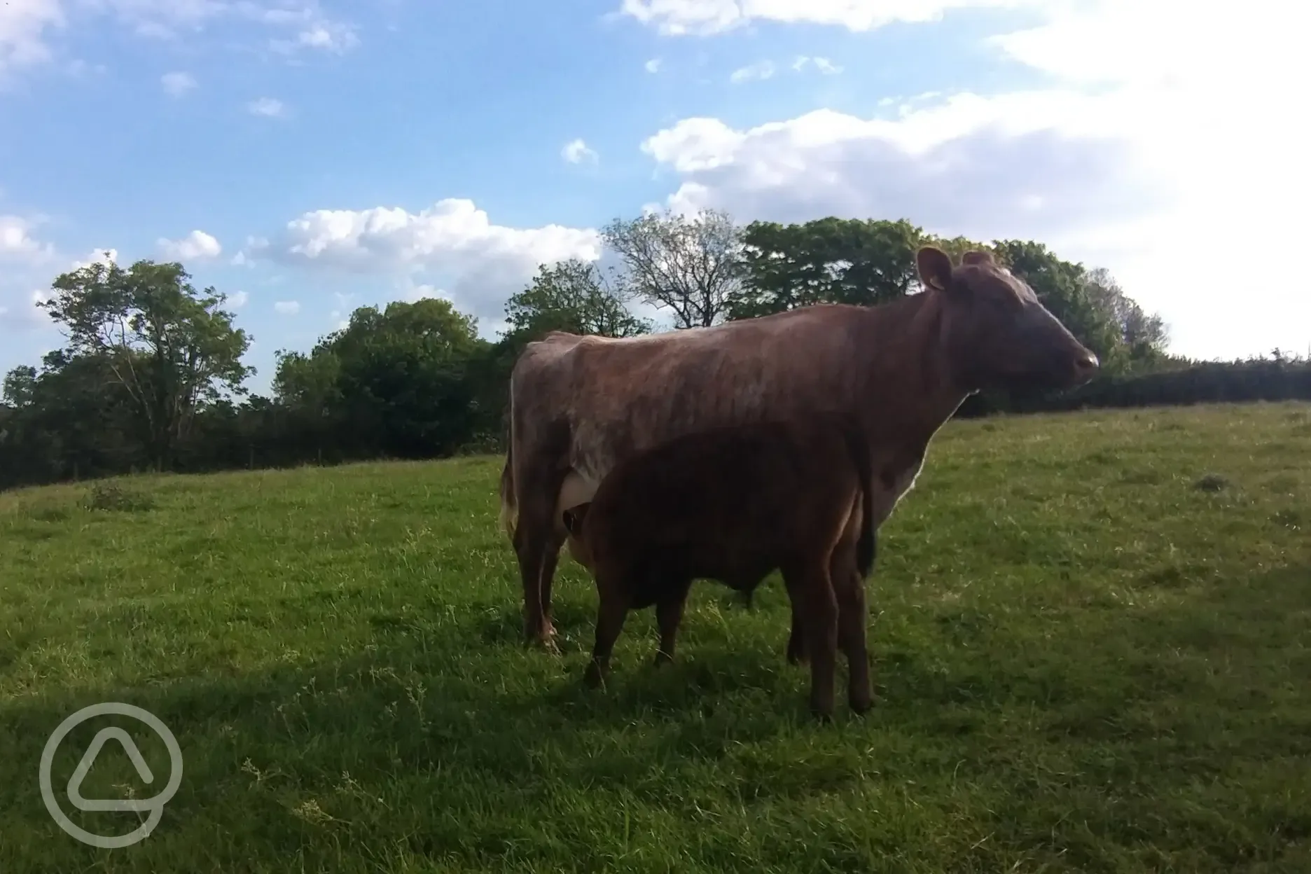 Cows - Tulip and Dante