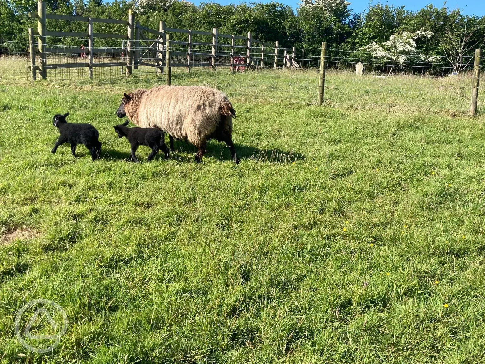 Lambs - Hannah with Blossom and Cotton