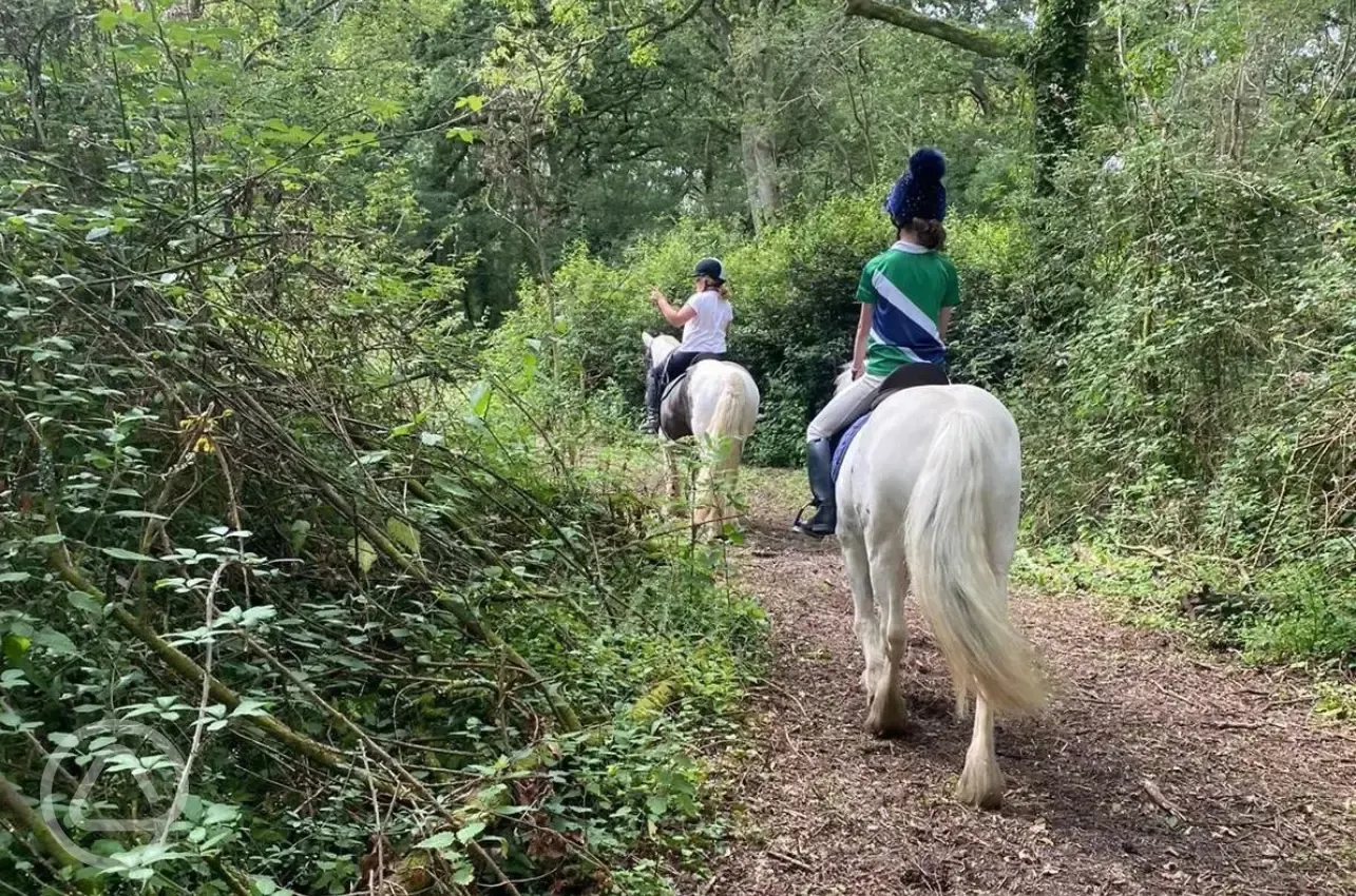 Trail horse riding