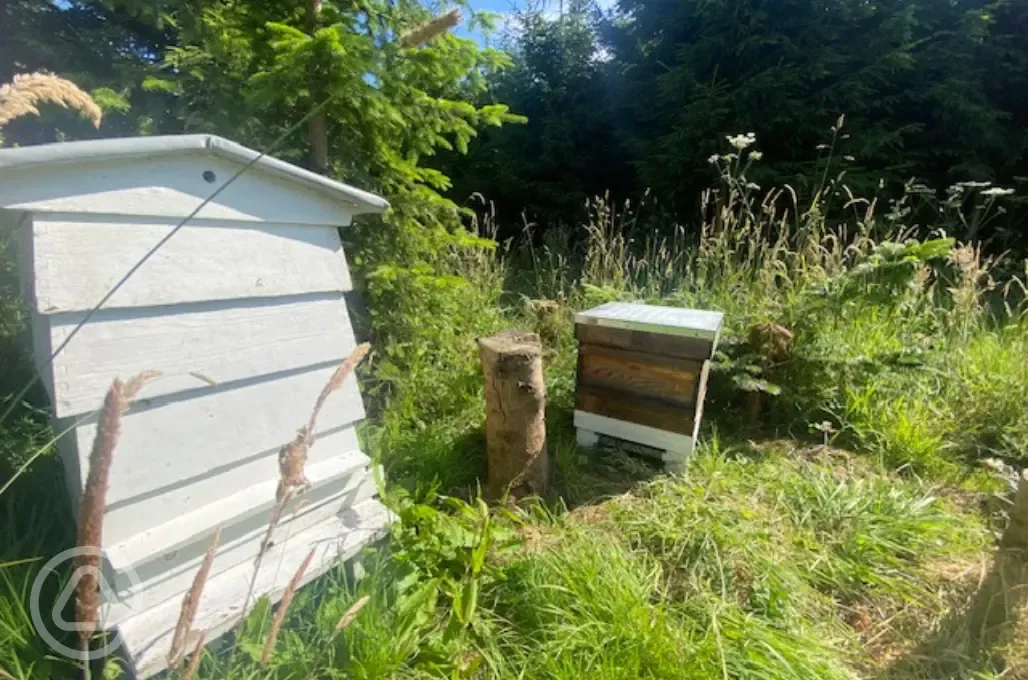 Bee hive onsite