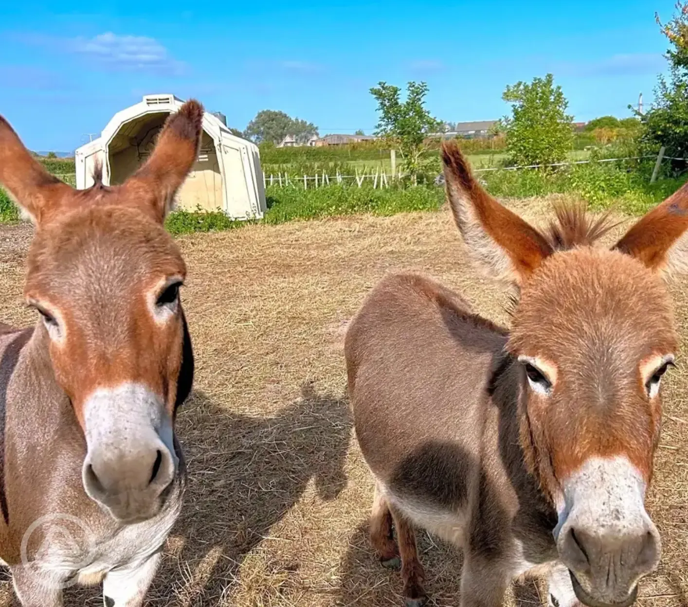 Onsite donkeys - Donald and Billy
