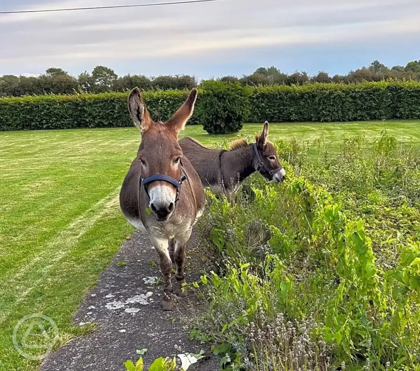 Onsite donkeys