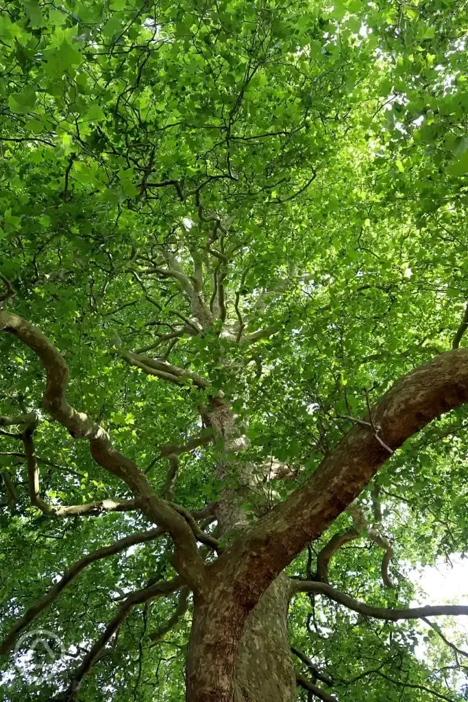 Woodland setting