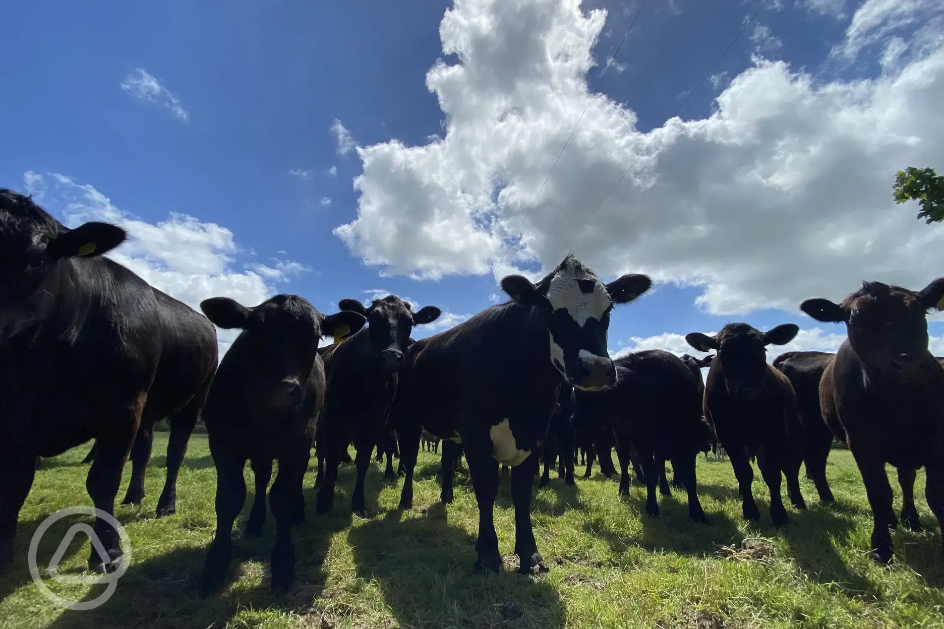 Cows next door