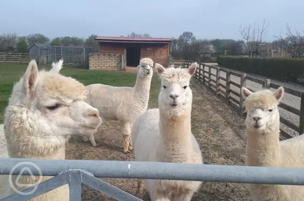 Alpacas 