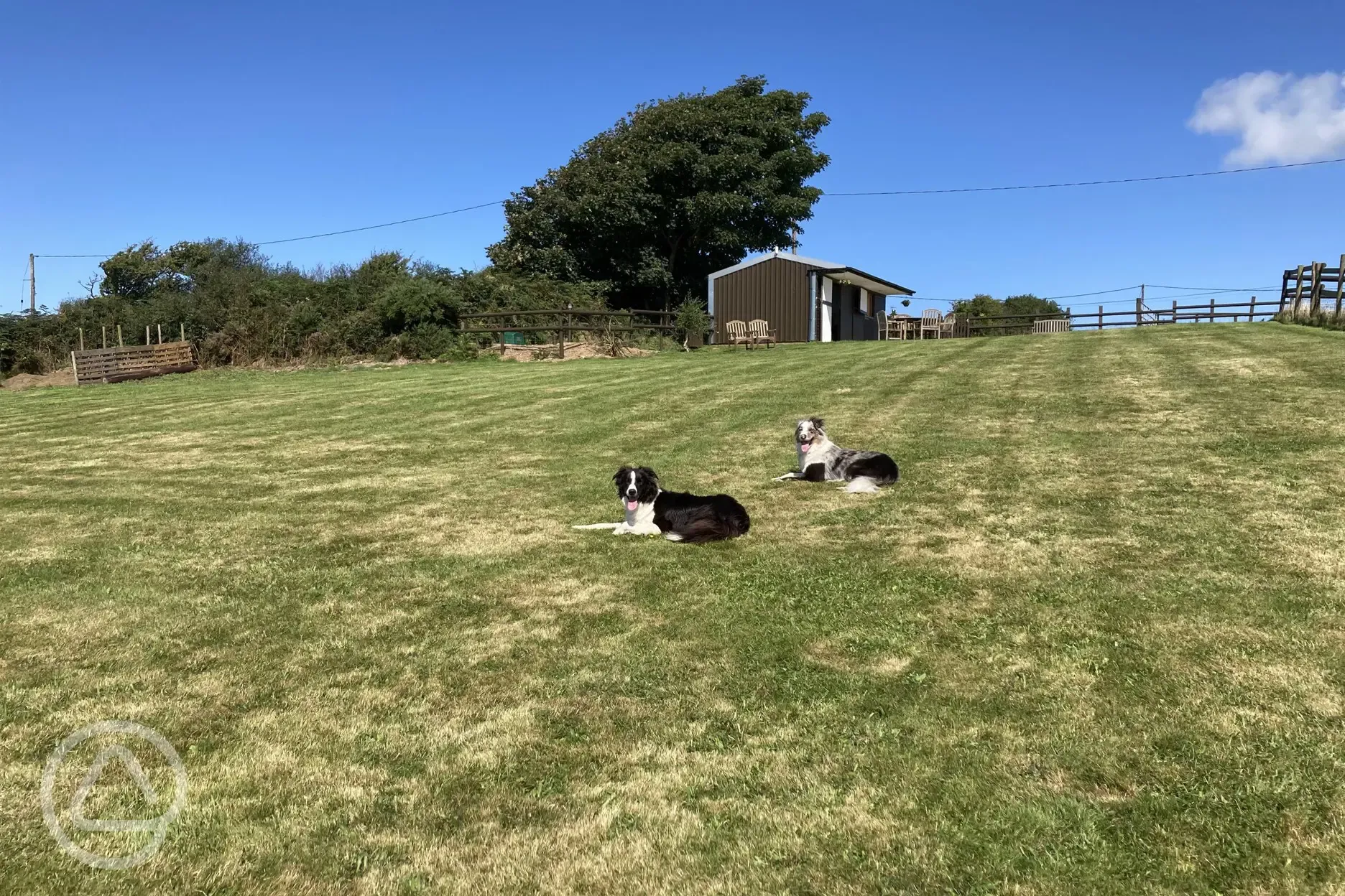 Dog exercise field