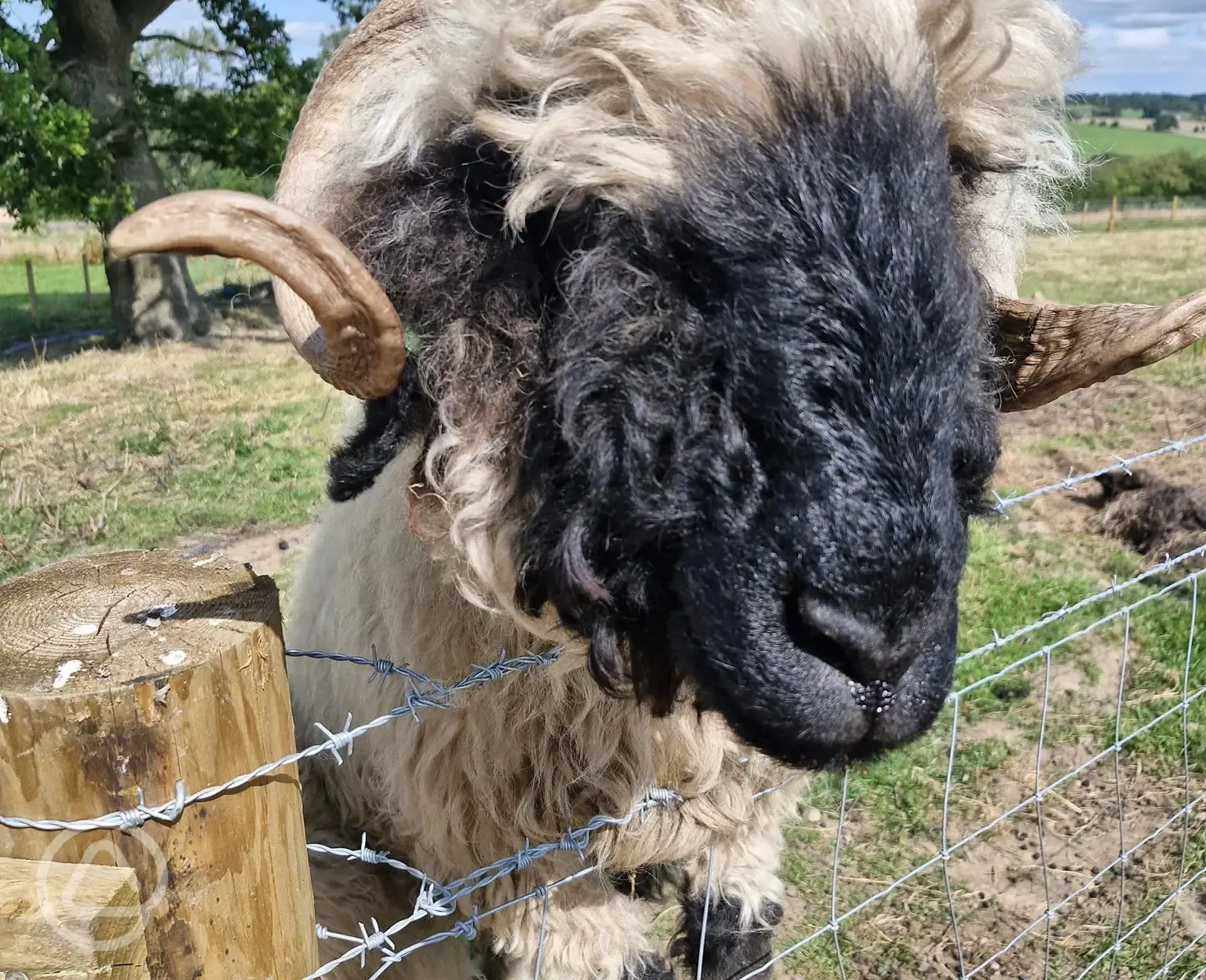 Pygmy goats