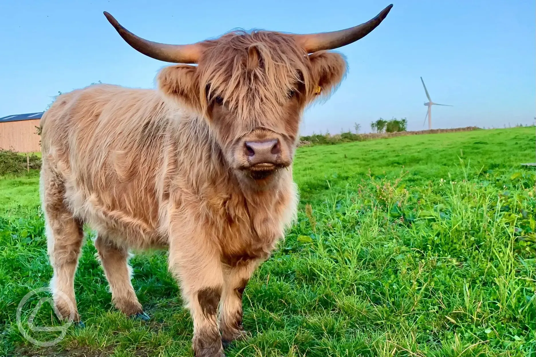 Highland cows