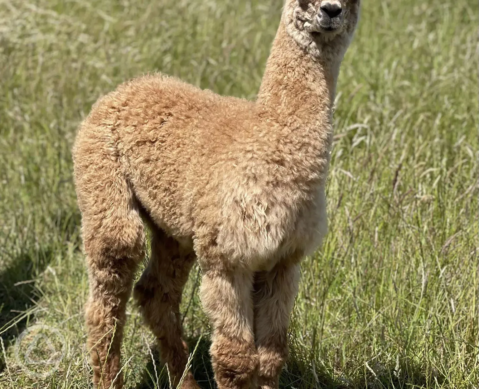 Alpacas 