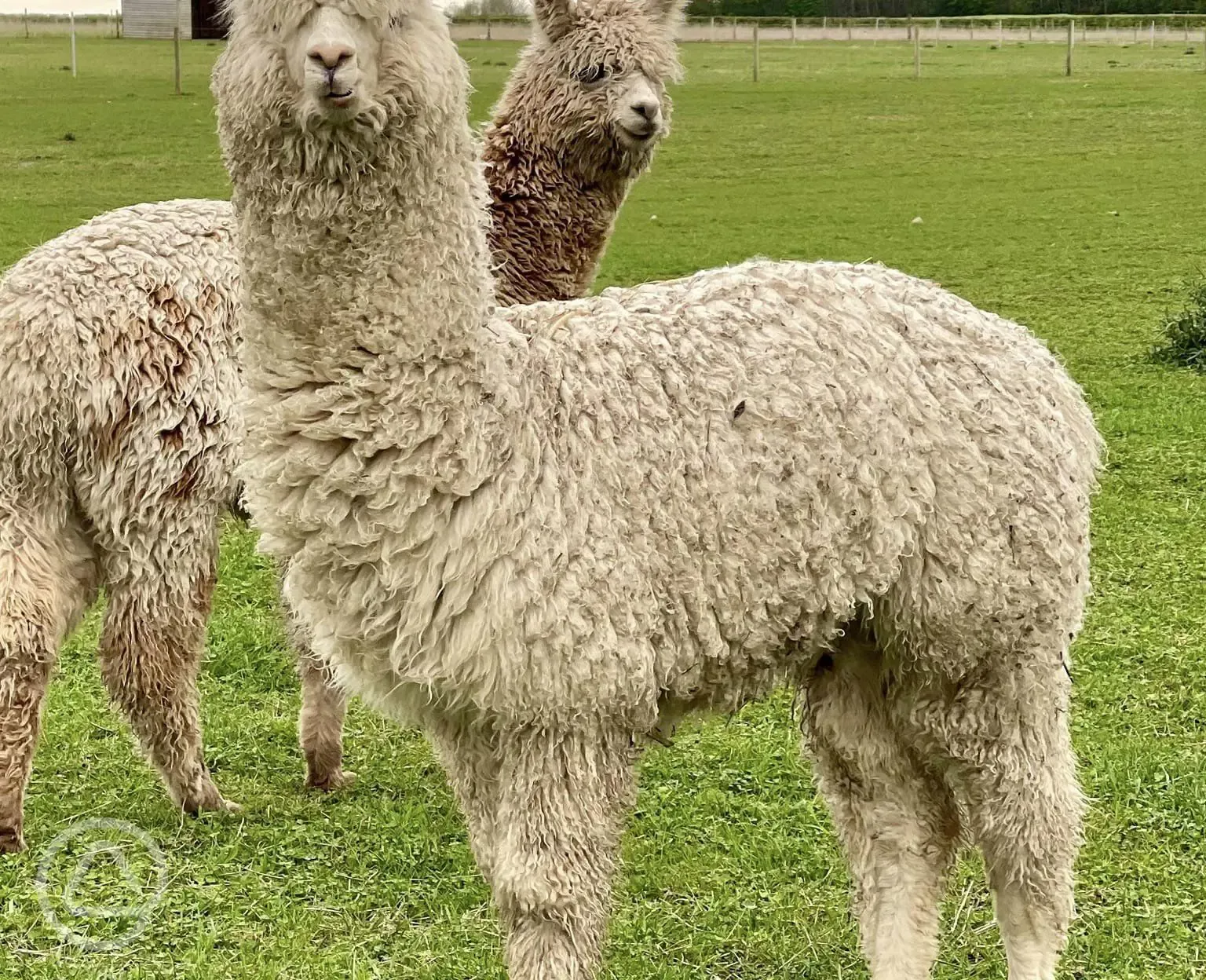 Alpacas