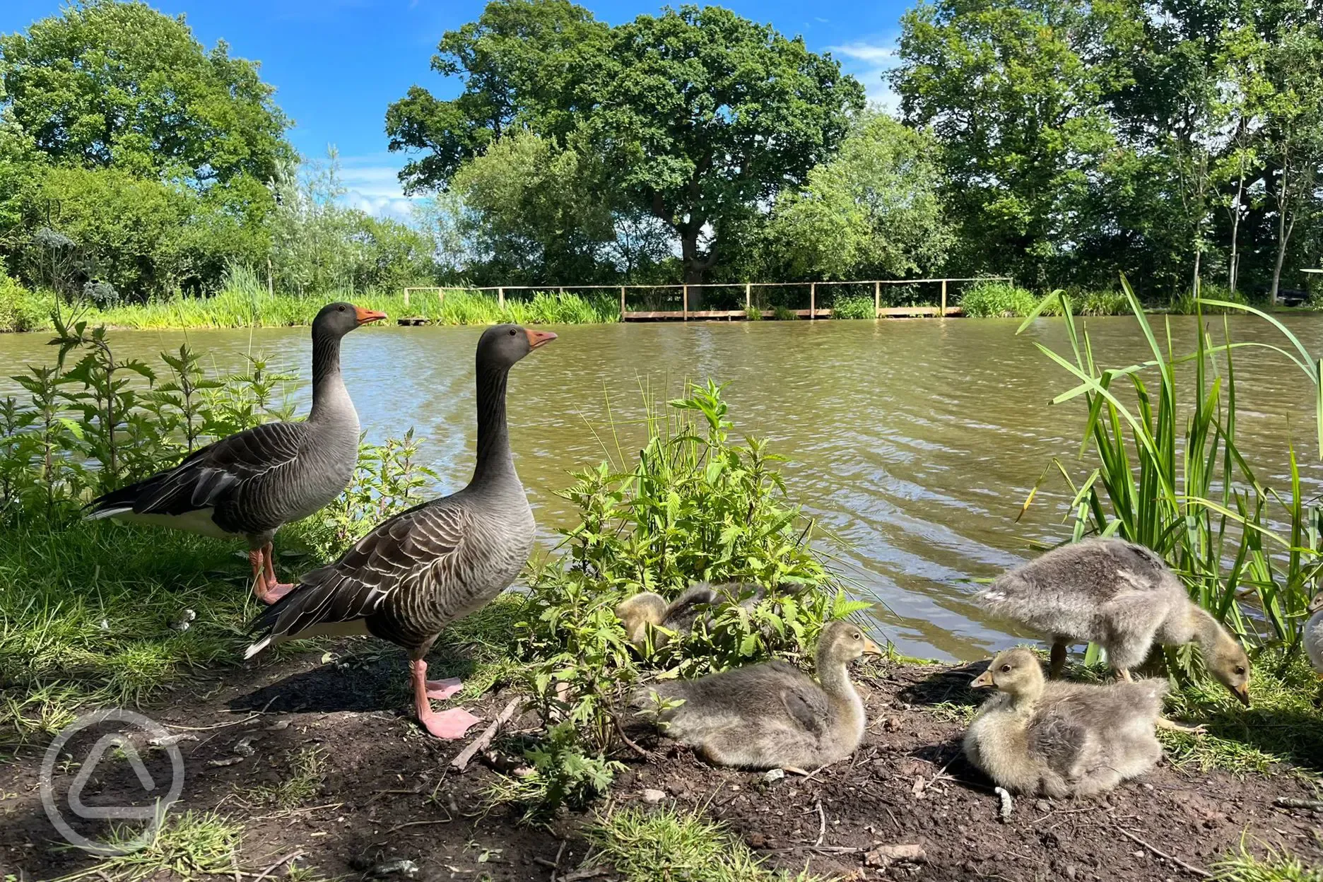 Geese and their Goslings lakeside