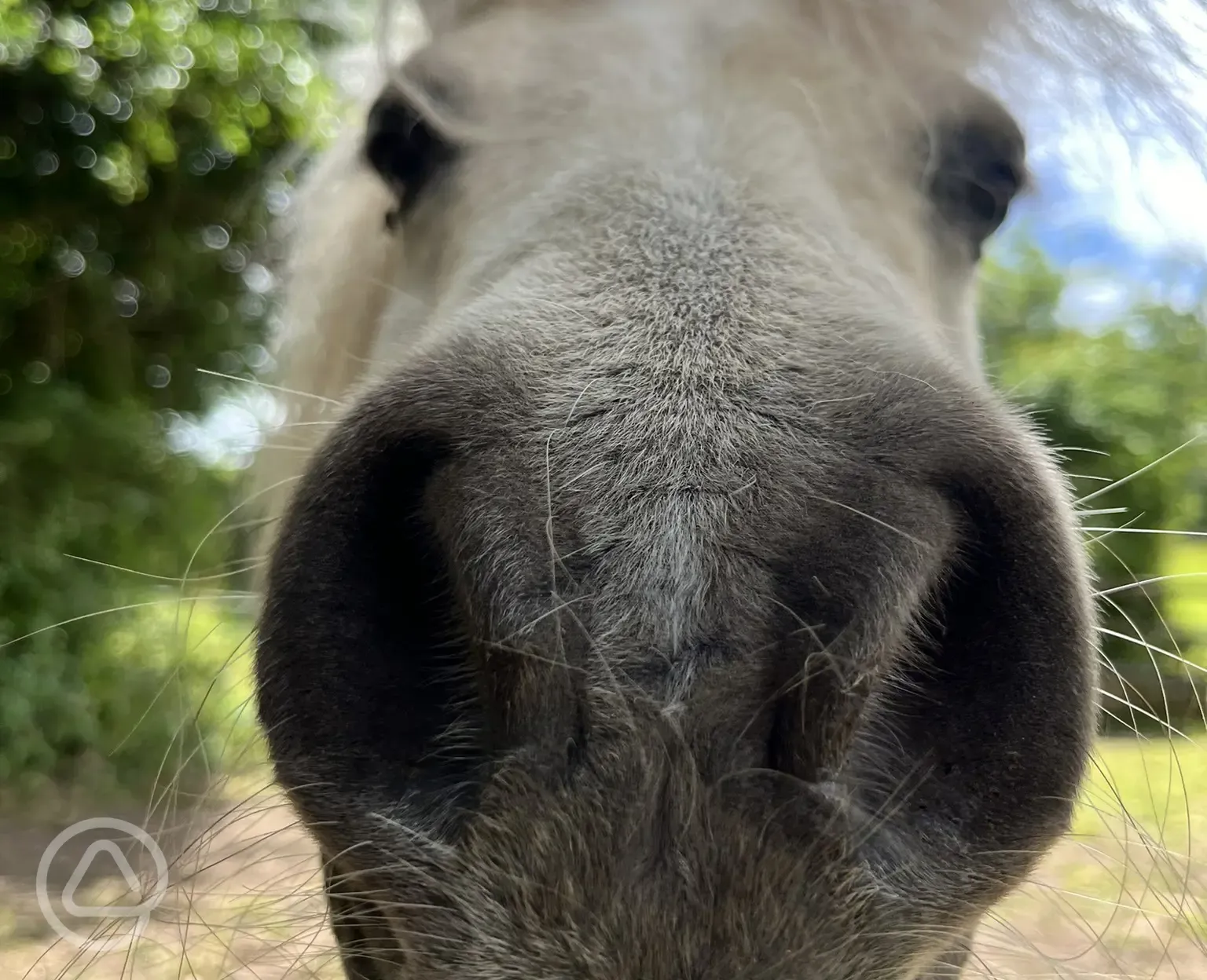 Onsite horses